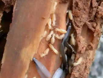 仪征白蚁防治公司分享古建筑木质文物白蚁保护与防治技巧